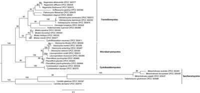 Application of Matrix-Assisted Laser Desorption/Ionization Time-of-Flight Mass Spectrometry for the Rapid Identification of Yeast Species From Polar Regions